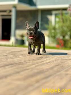 Frenc Buldog Blue Yavruları 2