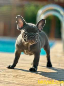 Frenc Buldog Blue Yavruları 4
