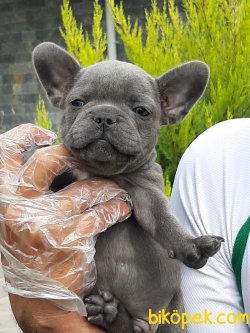 Frenc Buldog Blue Yavruları FÜME 2
