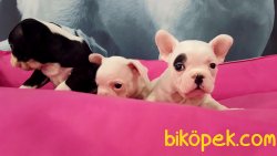 Frenc Buldog  YAVRULARI 3