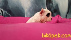 Frenc Buldog  YAVRULARI 4