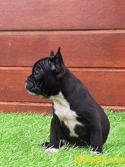 Frenc Buldog  YAVRULARI 4