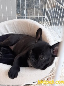 Frenc Buldog  YAVRULARI 4
