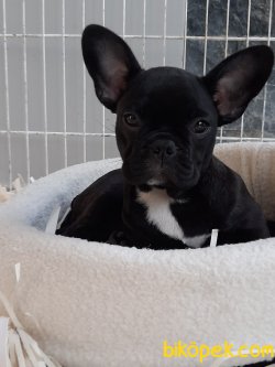 Frenc Buldog  YAVRULARI 2