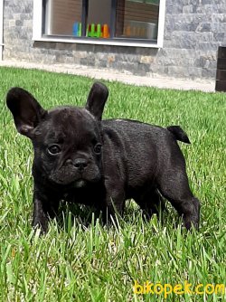Frenc Buldog  Yavrular- İ̇stanbul 1