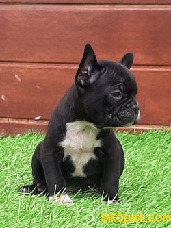 Güvenilir Adresten French Bulldog  Yavruları 3