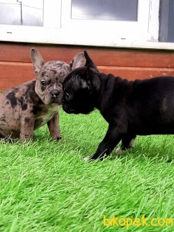 Güvenilir Adresten French Bulldog  Yavruları 1