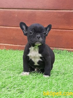 Güvenilir Adresten French Bulldog  Yavruları 5