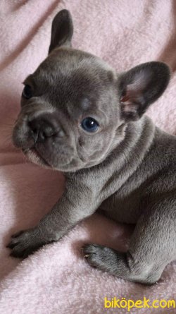 Frenc Buldog  YAVRULARI 1