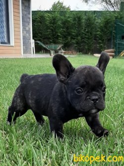 Frenc Buldog  YAVRULARI 3