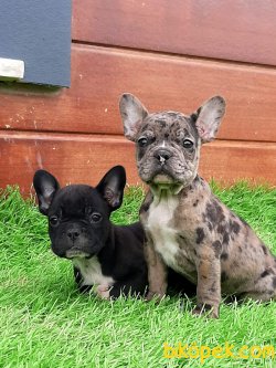 Frenc Buldog  YAVRULARI 5