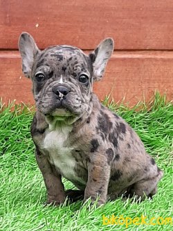 Frenc Buldog  YAVRULARI 1