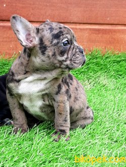 Frenc Buldog  YAVRULARI 4