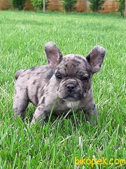 Frenc Buldog  YAVRULARI 4