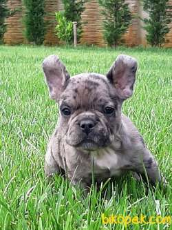 Frenc Buldog  YAVRULARI 2