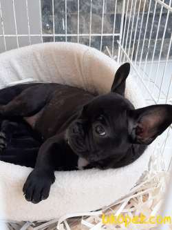 Frenc Buldog  YAVRULARI 3