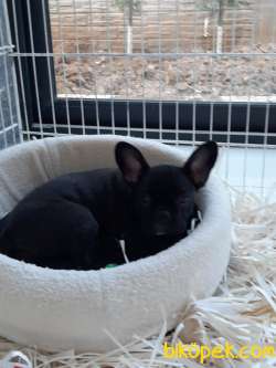 Frenc Buldog  YAVRULARI 2