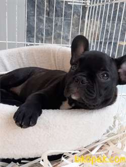 Frenc Buldog  YAVRULARI 4