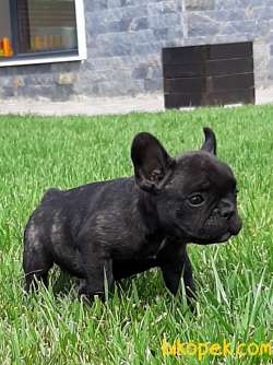 MUKEMMEL Frenc Buldog  YAVRULARI 2