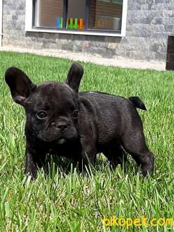 MUKEMMEL Frenc Buldog  YAVRULARI 4