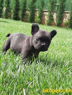 MUKEMMEL Frenc Buldog  YAVRULARI 3