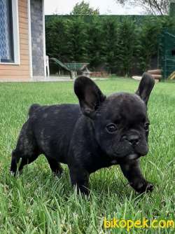 MUKEMMEL Frenc Buldog  YAVRULARI 1
