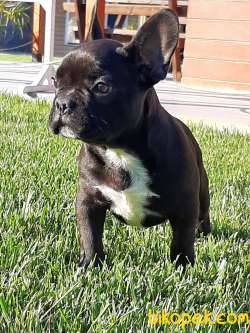 Frenc Buldog  YAVRULARI 2