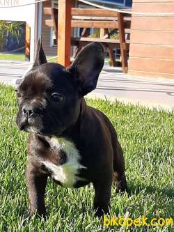 Frenc Buldog  YAVRULARI 4