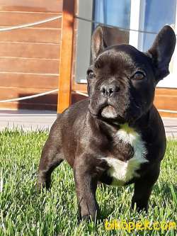 Frenc Buldog  YAVRULARI 2