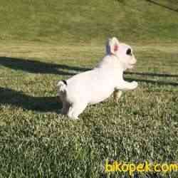 Frenc Buldog  YAVRULARI 3
