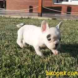 Frenc Buldog  YAVRULARI 2