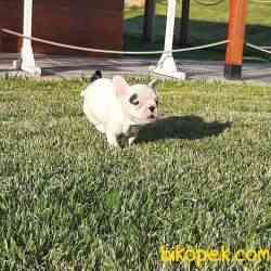 Frenc Buldog  YAVRULARI 4