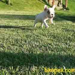 Frenc Buldog  YAVRULARI 5