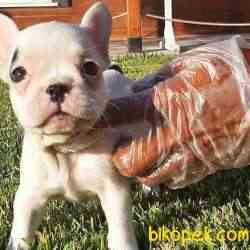 Frenc Buldog  YAVRULARI 1