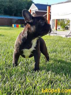 Frenc Buldog  YAVRULARI 5