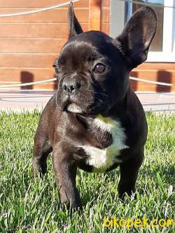 Frenc Buldog  YAVRULARI 4