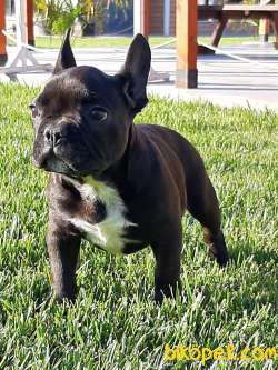 Frenc Buldog  YAVRULARI 3