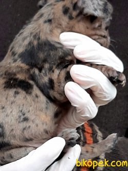 Frenc Buldog  YAVRULARI   BLUE MERLE BENEKLI 3