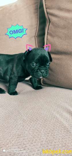 Frenç Bulldog 3