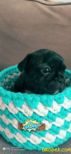 Frenç Bulldog 2