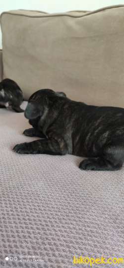 Frenç Bulldog 4