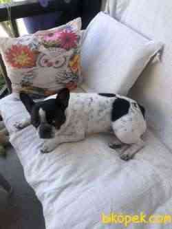 French Bolldog 1