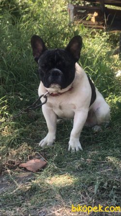FRENCH BULDOG 14 Aylık Erkek 3