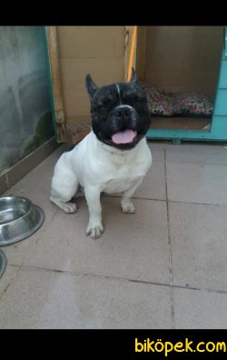 FRENCH BULDOG 14 Aylık Erkek 1