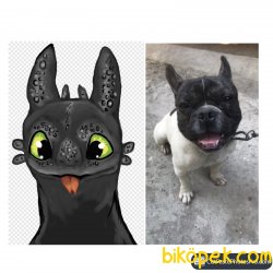 FRENCH BULDOG 14 Aylık Erkek 4