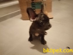 French Buldog 3
