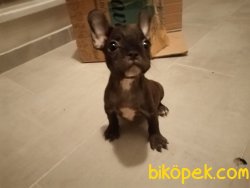 French Buldog 2