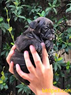 French Buldog Blue Taşıyıcı Egzotik Ana Baba 2