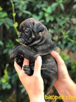 French Buldog Blue Taşıyıcı Egzotik Ana Baba 3