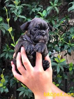 French Buldog Blue Taşıyıcı Egzotik Ana Baba 1